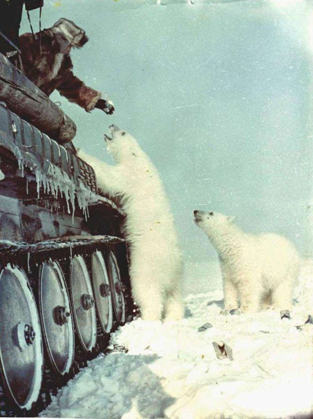 Polar Bears Exploring the Arctic Polar Bears Exploring the Arctic