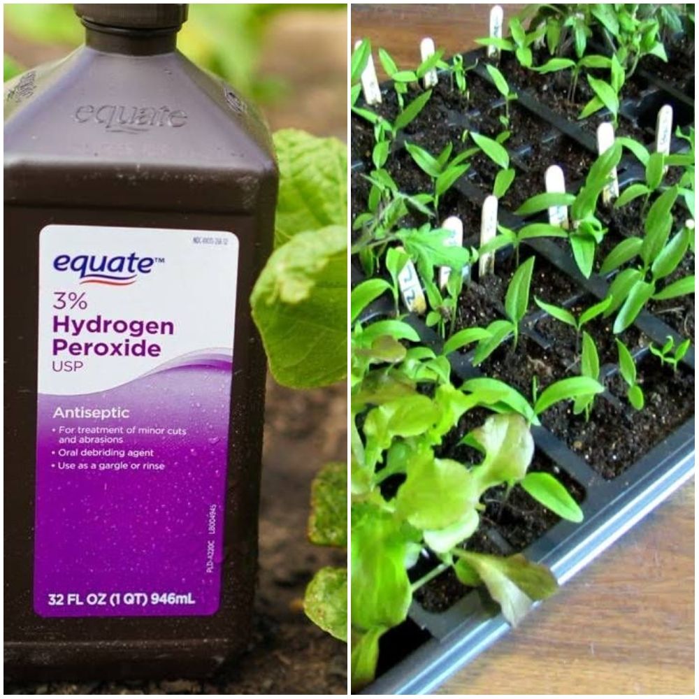 Give Seeds a Boost
